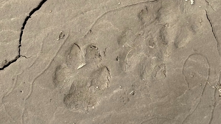 Fox tracks_Madisyn Pett.jpg