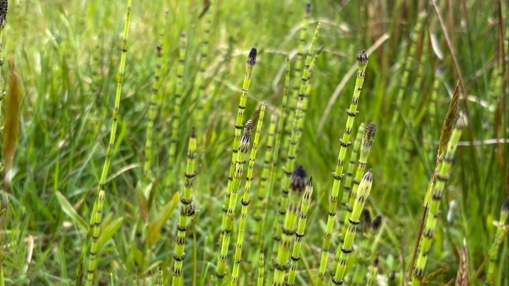 Marsh tail_Madisyn Pett.jpg