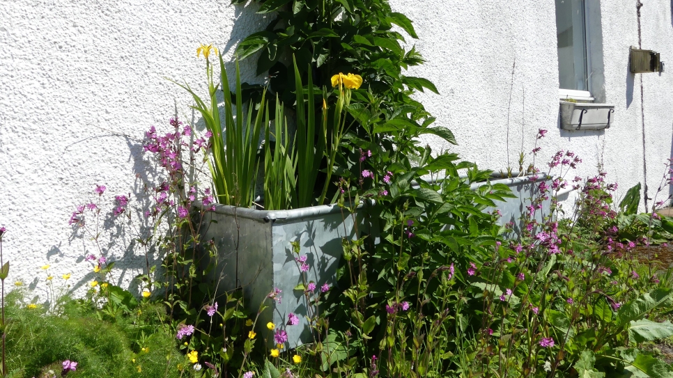 Creating mini wetlands: trough ponds