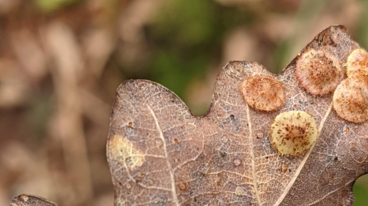 galls main body.jpg