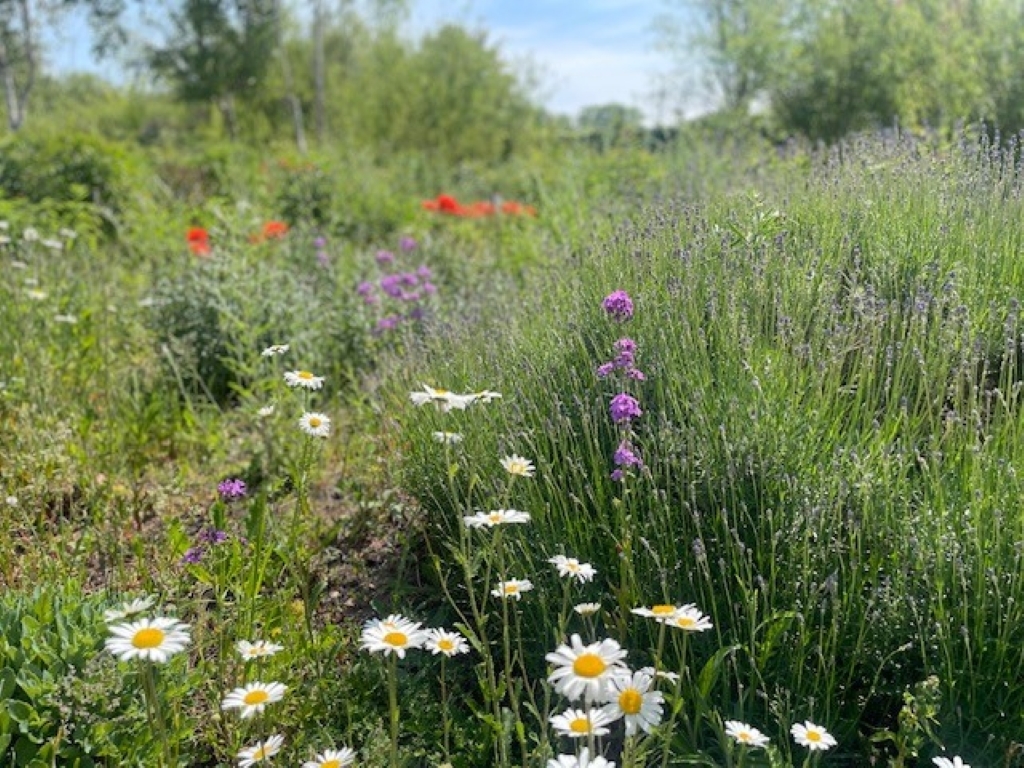 View: Wetland Wellbeing Workshop- Plant Medicine SOLD OUT