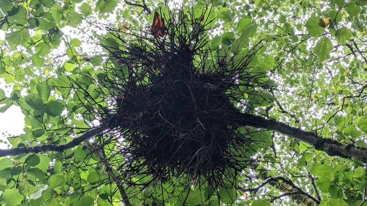 witches broom resize.jpg