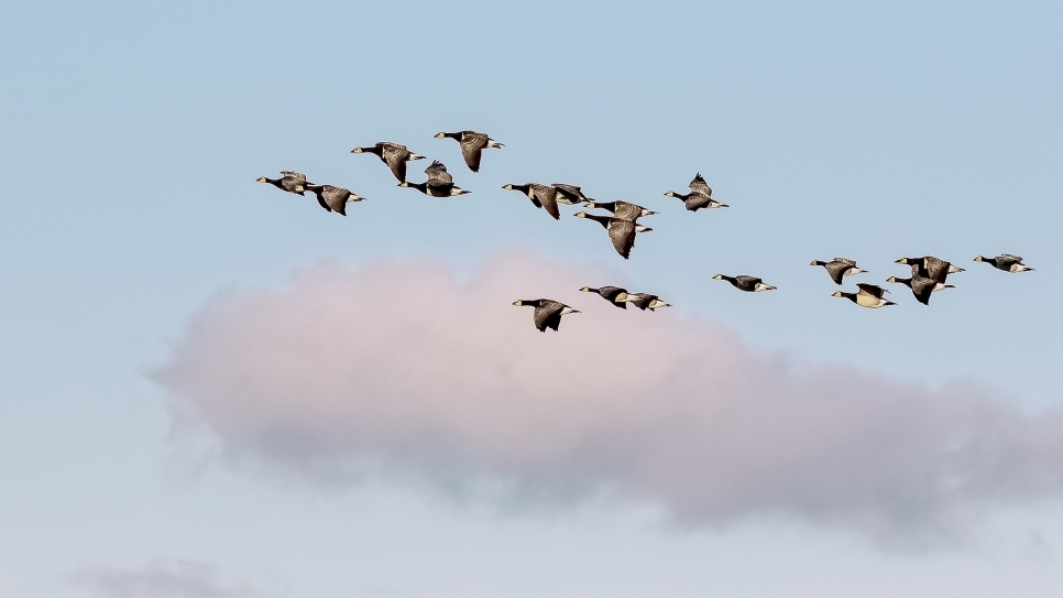 Dusk Flight