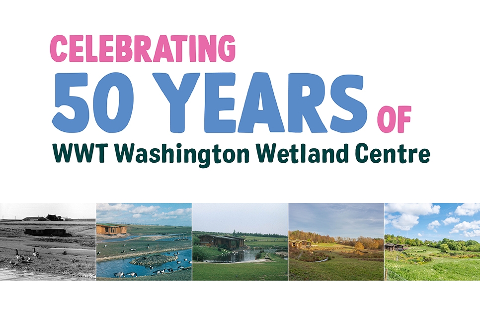 WWT Washington's 50th birthday celebrations