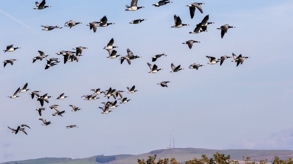 Discover Caerlaverock's Geese