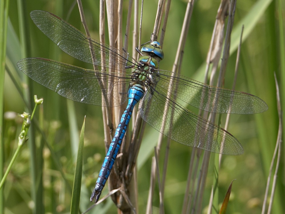 Emperor Dragonfly, Garganey, Marsh Harrier, and a pair of dancing Great Crested Grebes