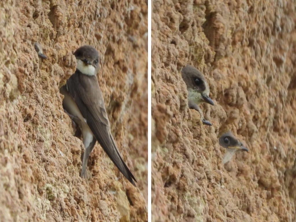 Cuckoo, Barn Owl  and sand martin chicks