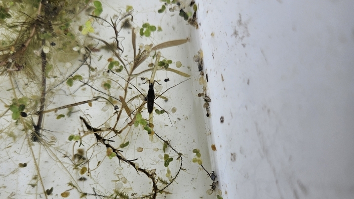main body beetle (2).jpg