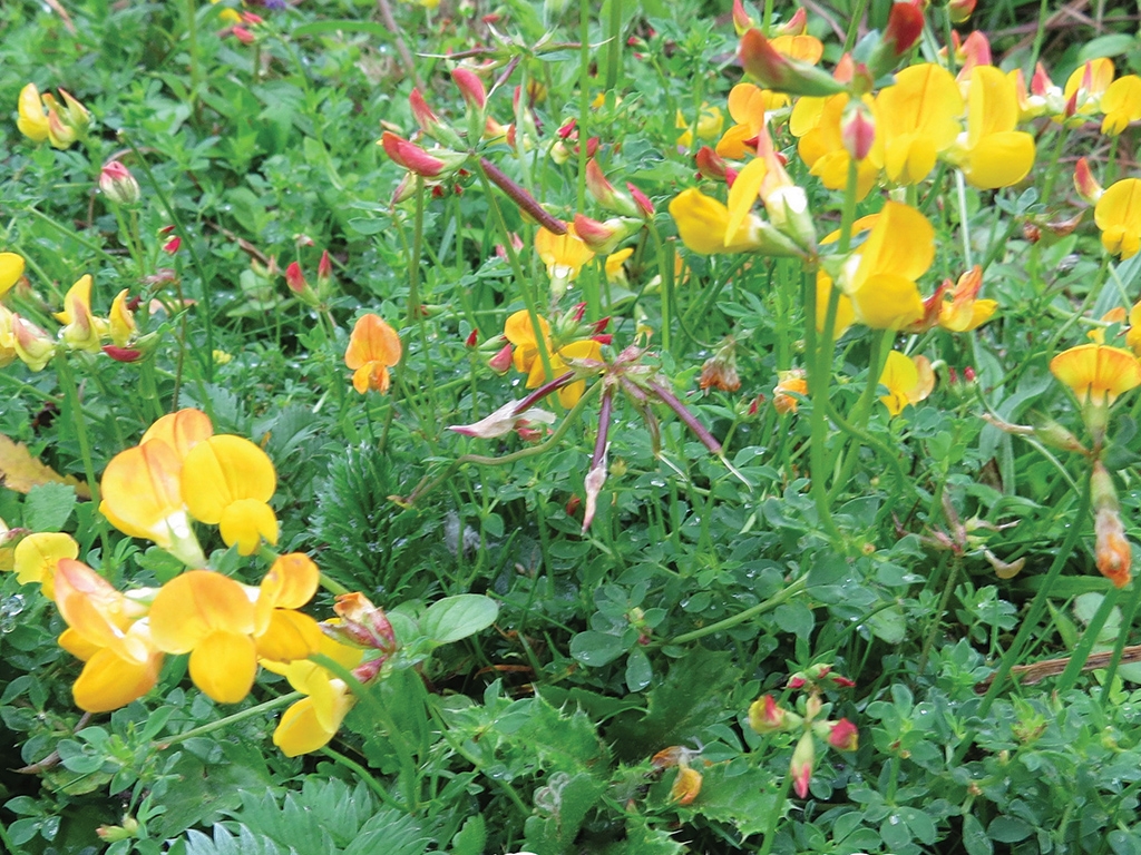 birdsfoot-trefoil 1024x768.jpg