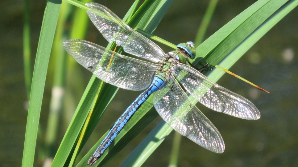Dragonfly art workshop with Kirsty Harris
