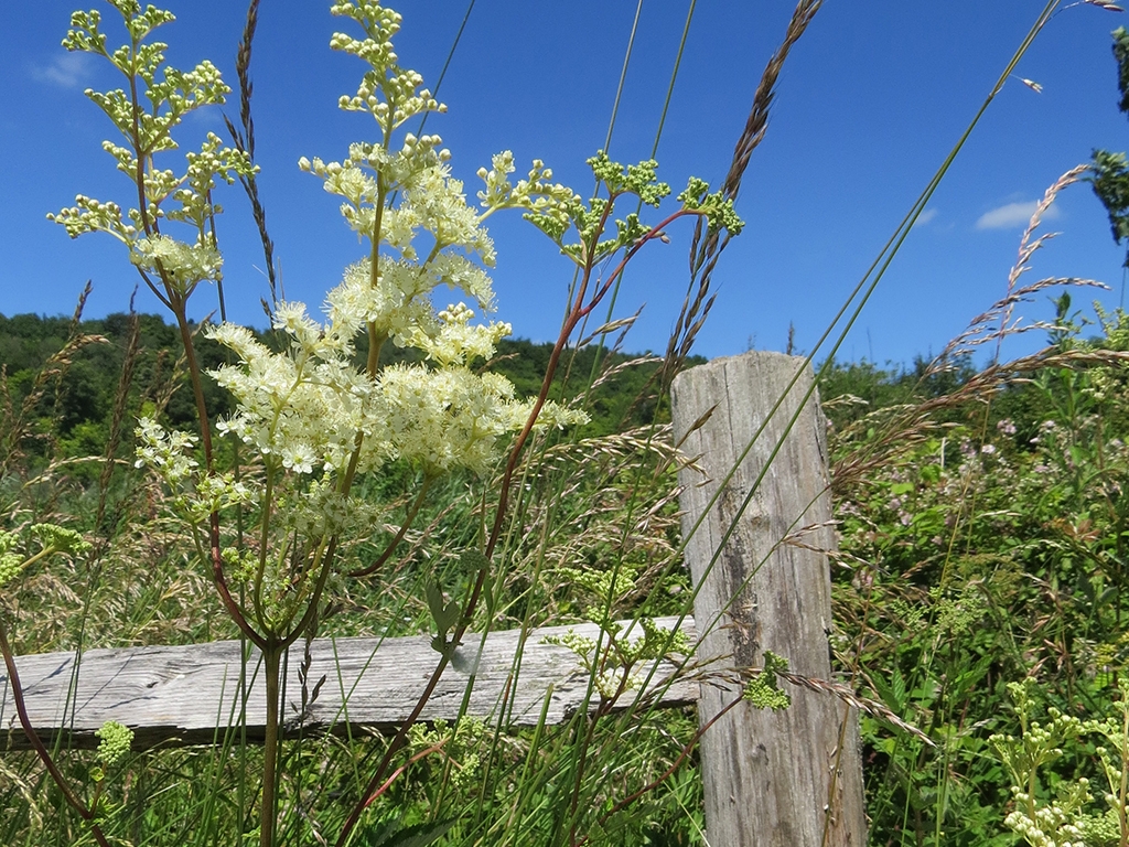 meadowsweet 1024x768.jpg