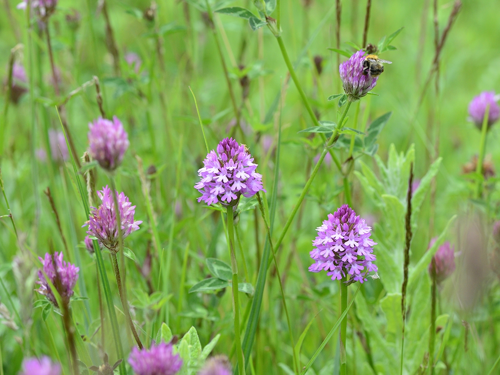 A Flourish of Wildflowers in June