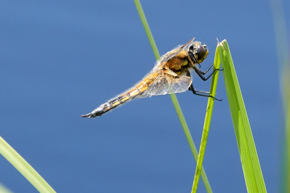 Dragonfly Festival: A Self-led Adventure for Families