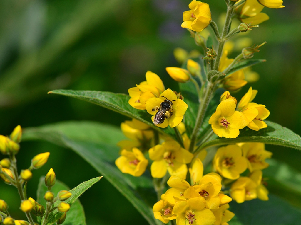 yellow loosestrife mining bee 1024x768.jpg