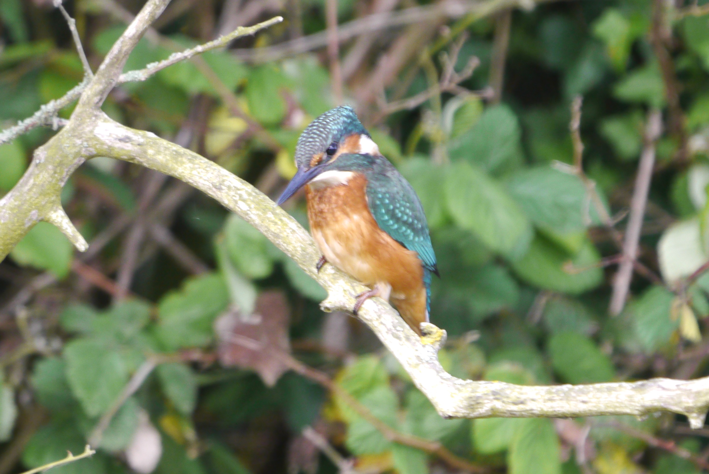 kINGFISHER 2, mjm.JPG