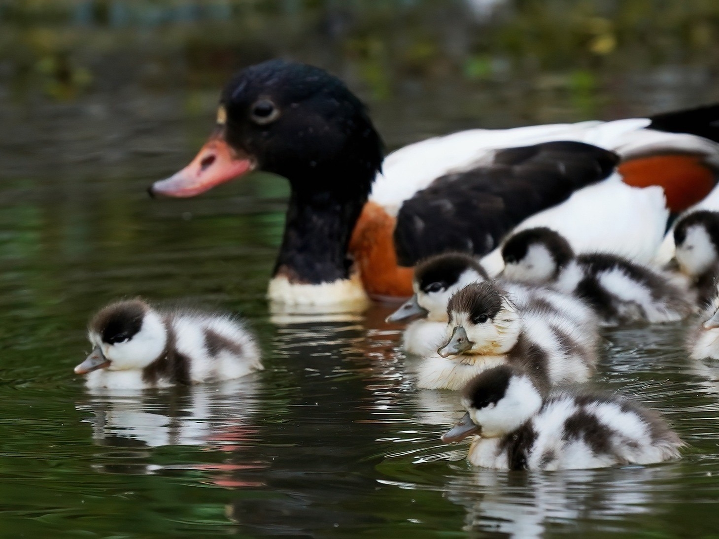 Shelducklings, Garganey, Cattle Egret, and loveable Little Grebe Chicks