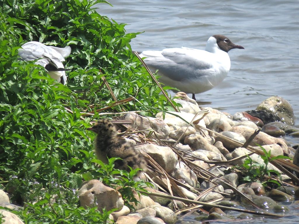 Lapwing and Gull chicks