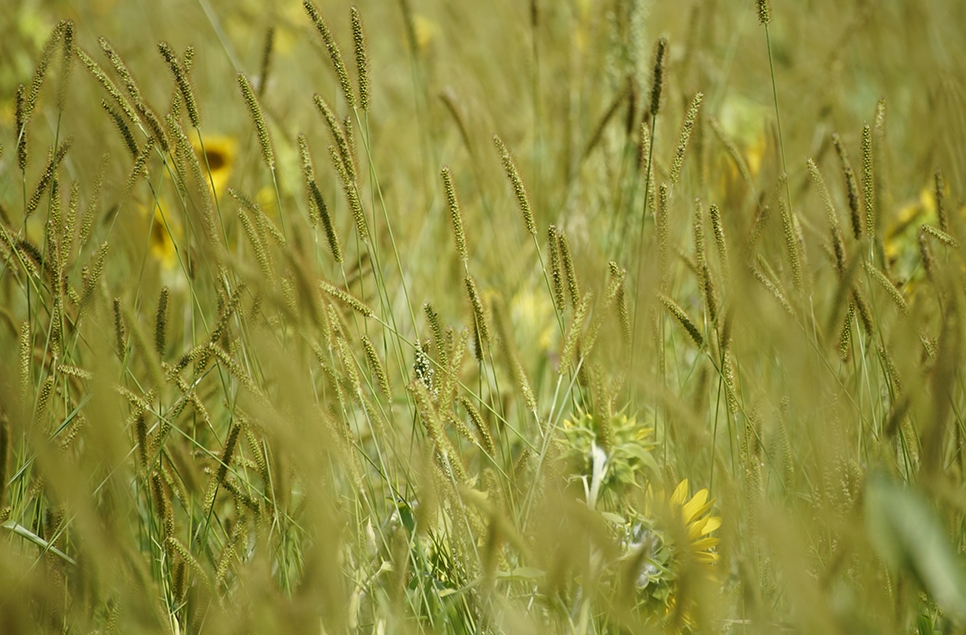 Wild Walk - grasslands