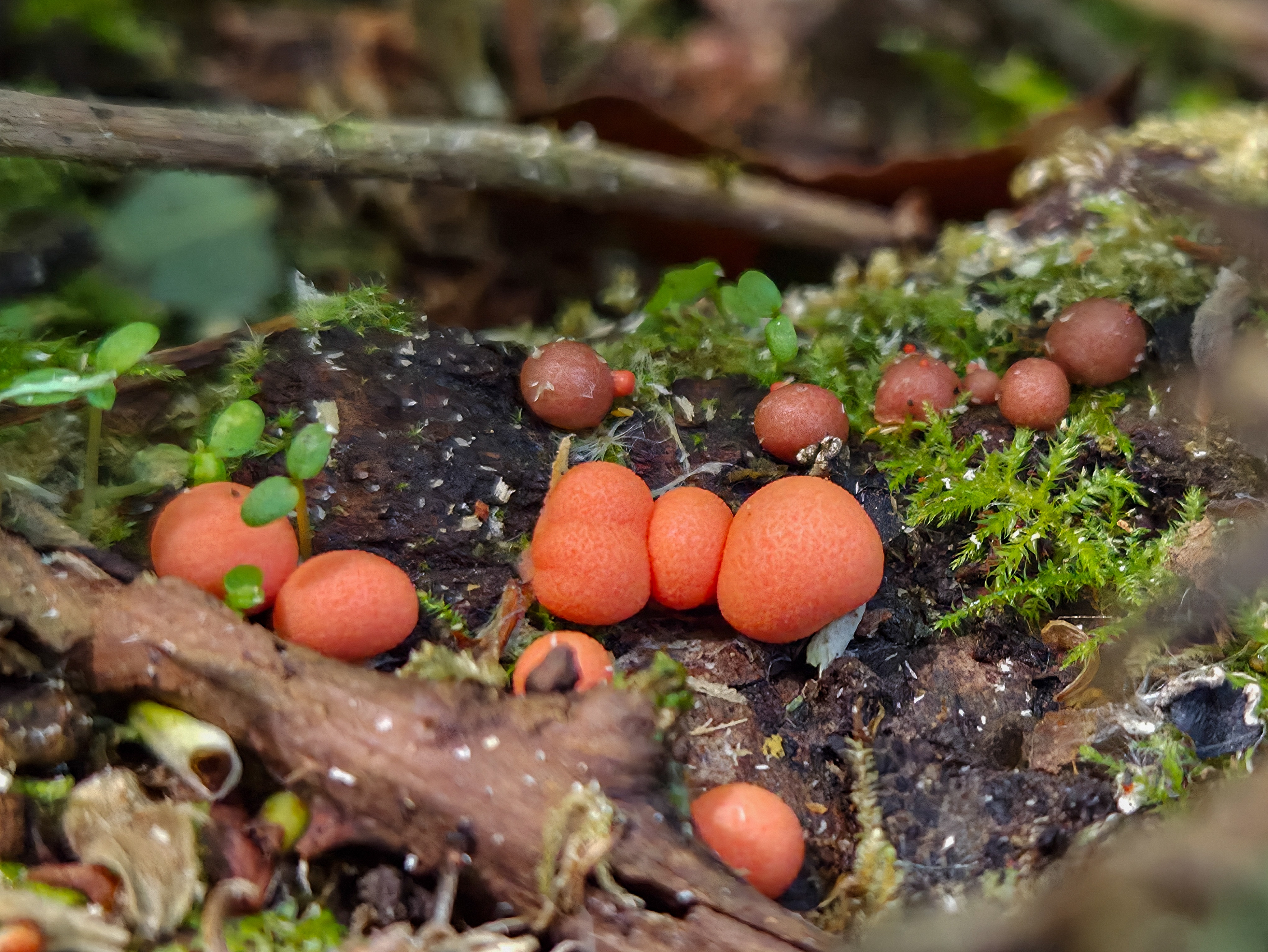 Wolf’s milk slime mould photographed at WWT Llanelli Wetland Centre, showcasing unique fungi species and biodiversity on the nature reserve. Photo credit: Abbie Jordan.