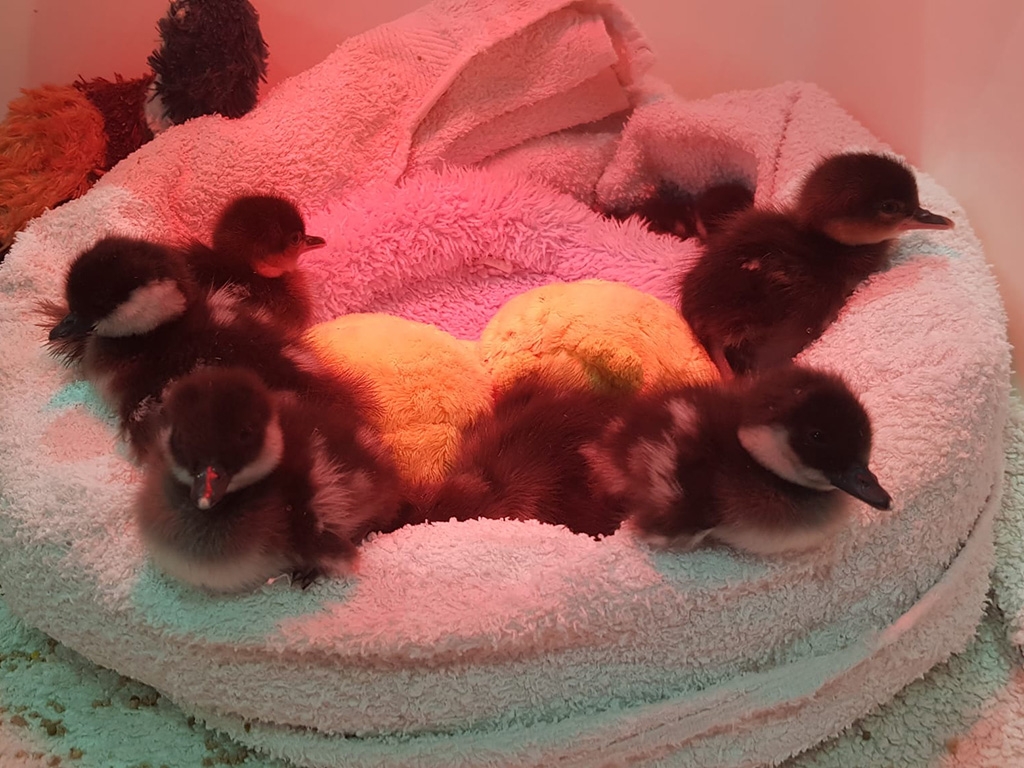 Common goldeneye and buffleheaded ducklings 1024x768.jpg