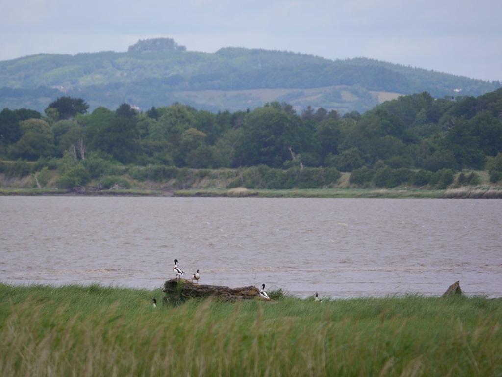 Sightings and news to week ending 8 June