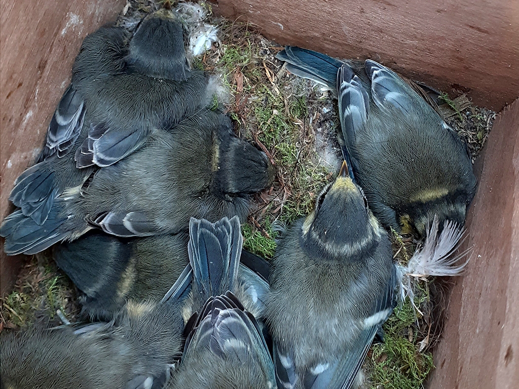Tits, sand martins and greenfiches are fledging