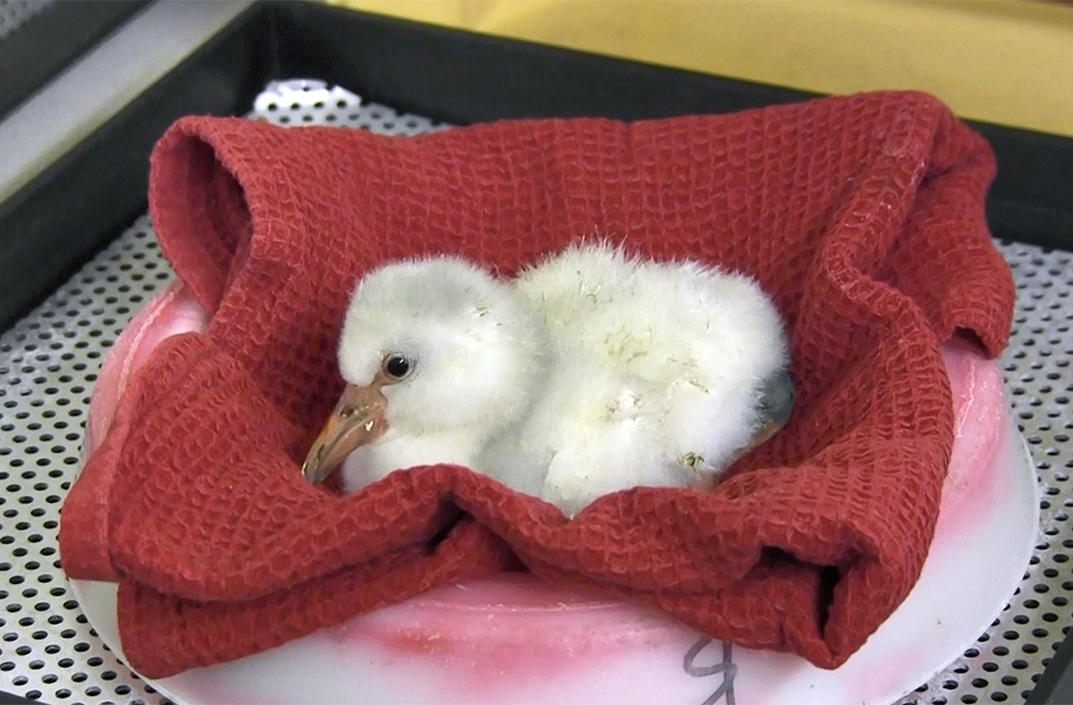 flamingo chick 966x635.jpg