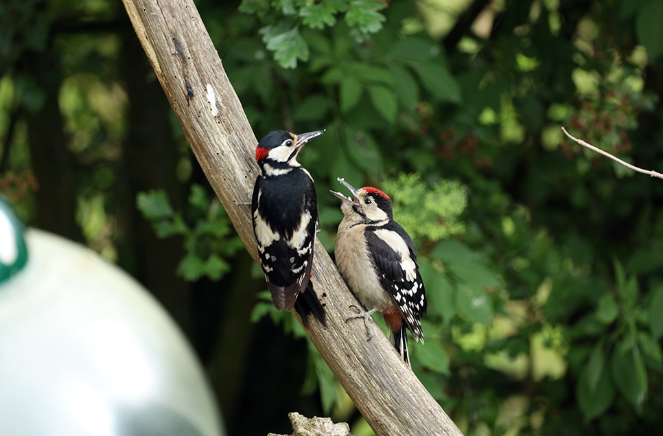 Great-spotted woodpecker chick with adult male feeding - Visitor John Tindle June 2025 966x635.jpg