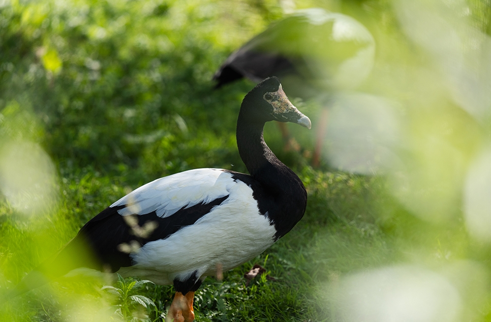 Magpie geese - Owen Wright - Aug 24 (1) 966x635.jpg