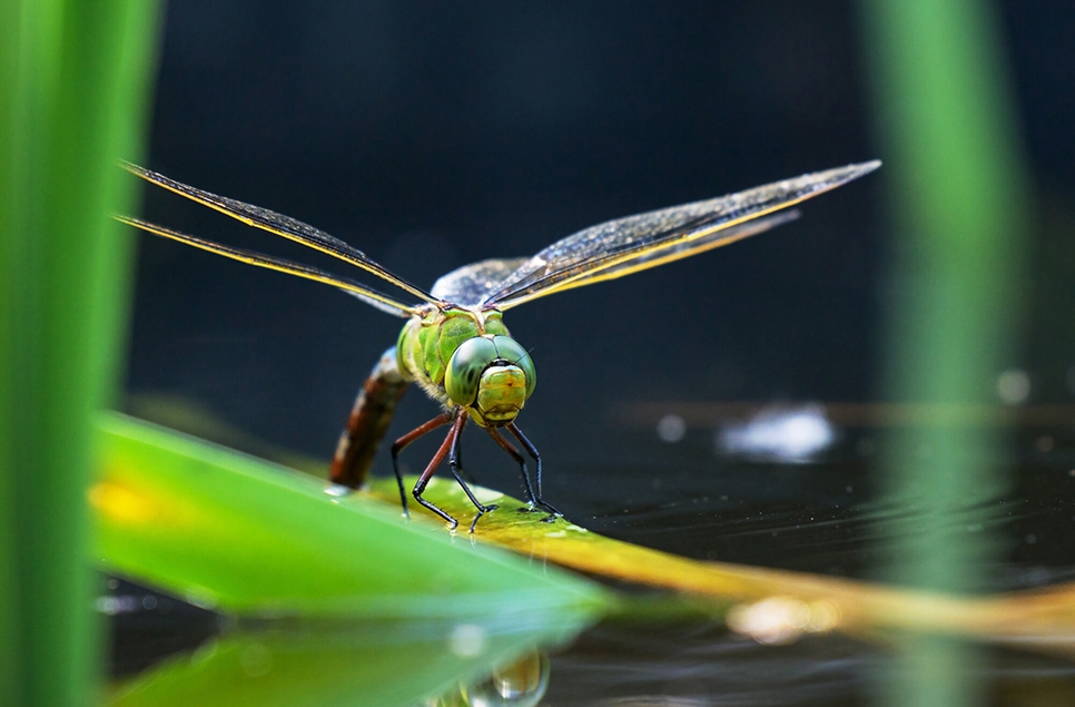 View: Dragonfly safari (self-led)