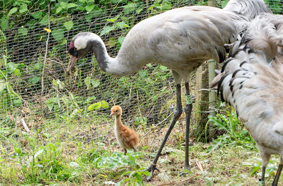 Crane chick - Ian H - May 2025 (3) 966x635.jpg
