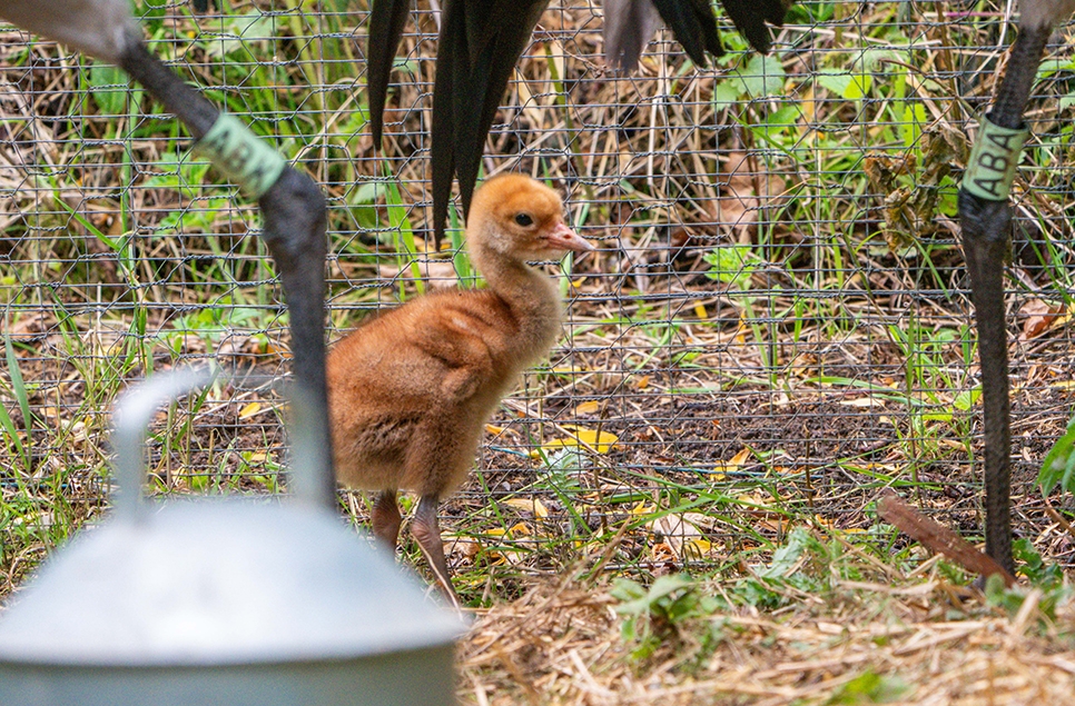 Common crane chick hatches at WWT Washington