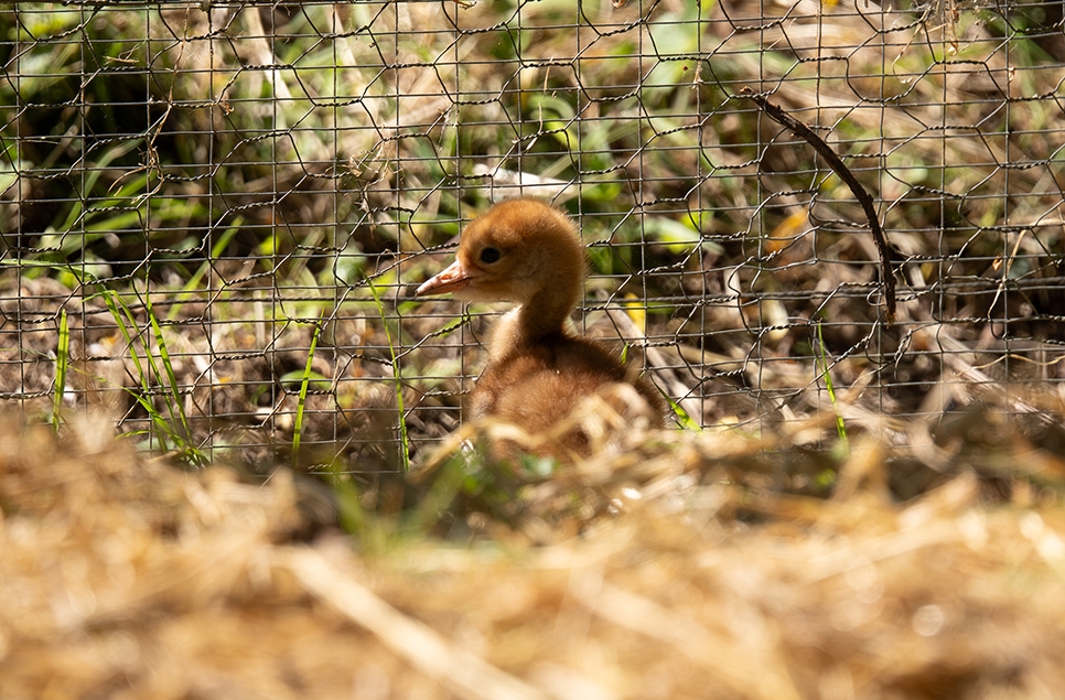 Crane chick - Owen W - 25 May 25 (1) 966x635.jpg