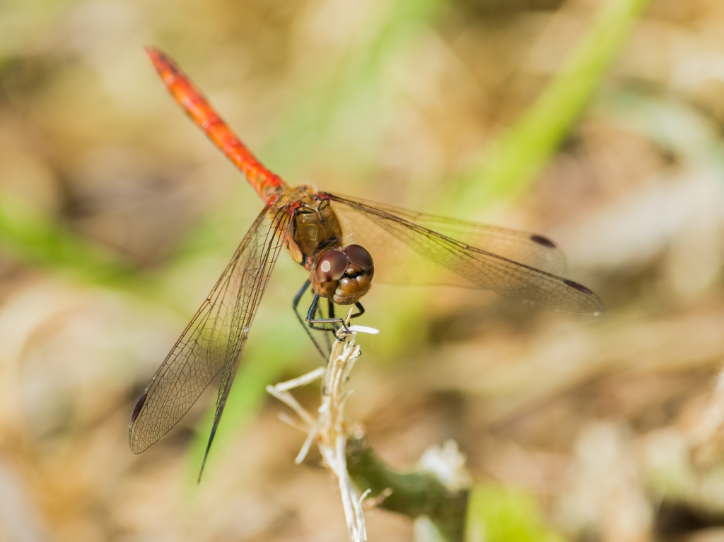 Common Darter, Pygmy Shrew,  Flower Crab Spider, and many more Mediterranean Gulls