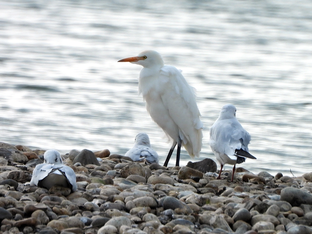 Cattle egrets in nesting & roosting trees