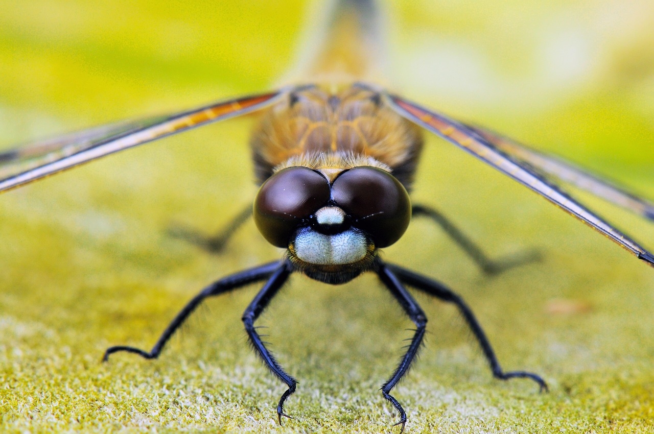 Dragonfly Shows