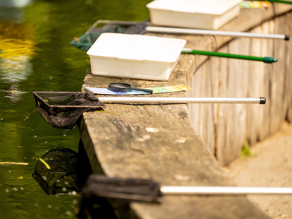 Pond Dipping for Adults