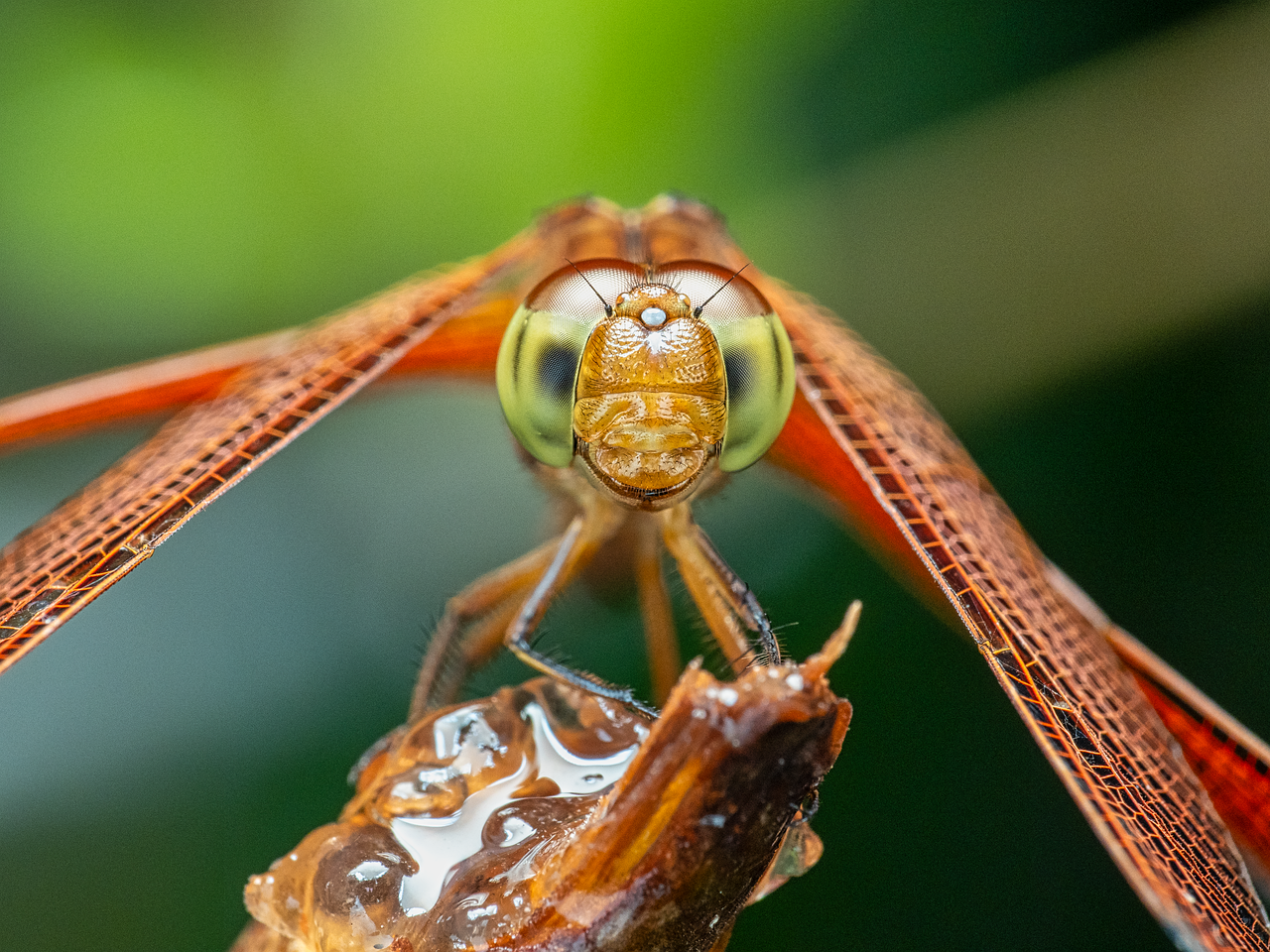 Dragonfly Science Show
