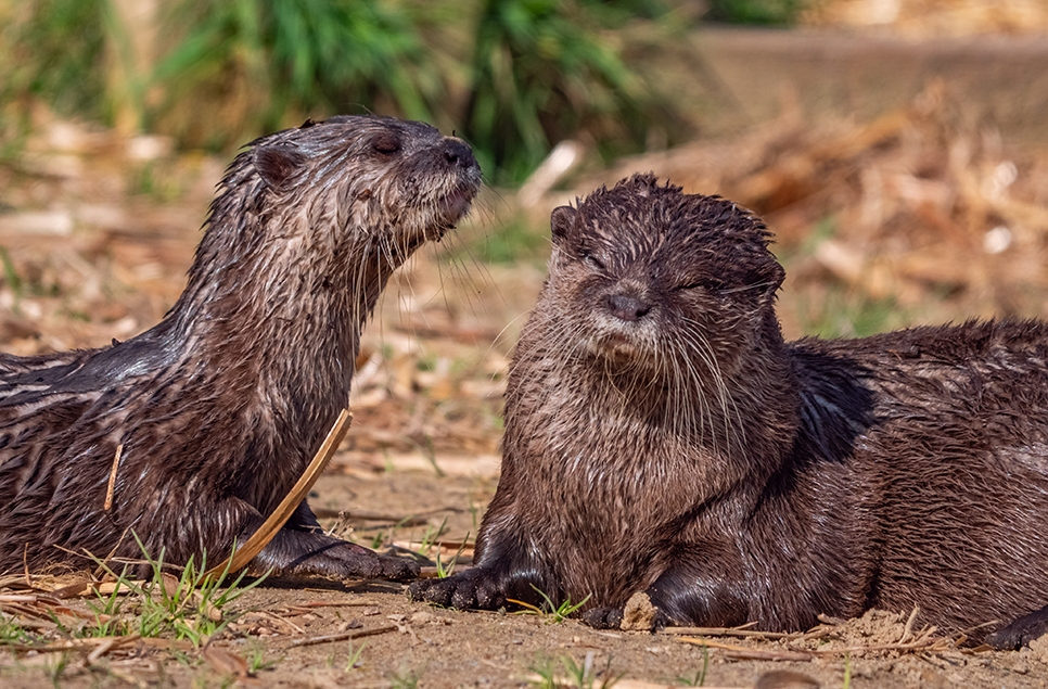 Musa and Buster otters wet rain - Ian H - March 25 (18) 966x635.jpg