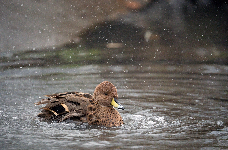 South Georgia pintail in the rain splashing - Owen W - Dec 24 (2) 966x635.jpg