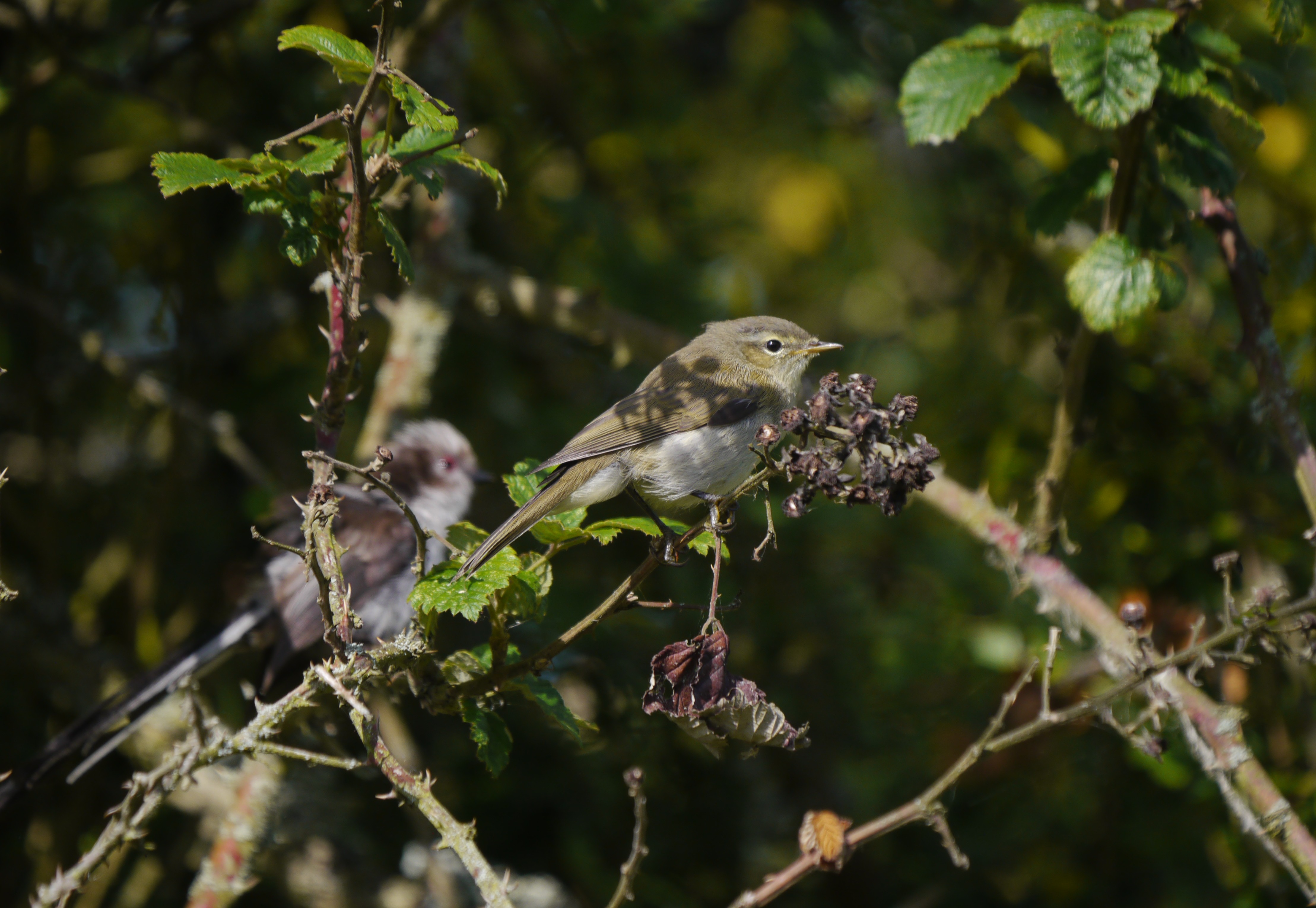 Wildlife Sightings 17/04/26