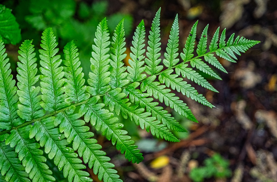 Ferns in wet wood - Ian H - May 25 (3) 966x635.jpg
