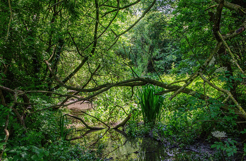 Wet Wood reflections - Ian H - June 2025 966x635.jpg