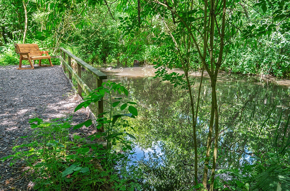 Wet Wood water reflections - 18 June 2025 - Ian H (1) 966x635.jpg
