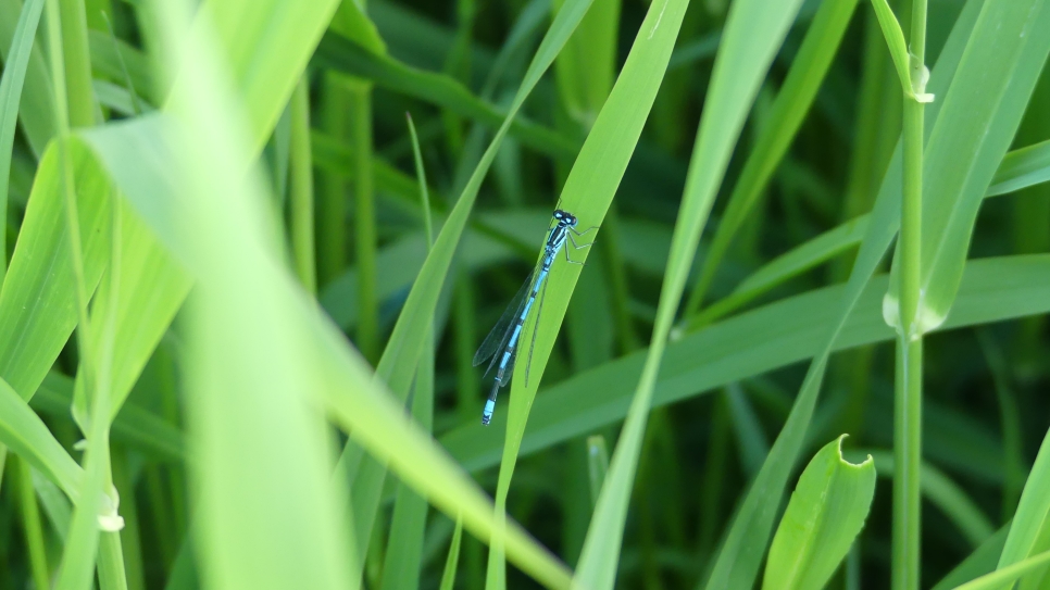 Dragonfly and Damselfly Spotlight
