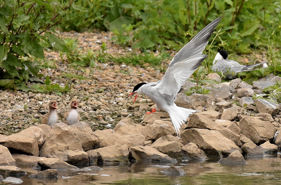 Common tern and chicks Ian Henderson 966x635.jpg