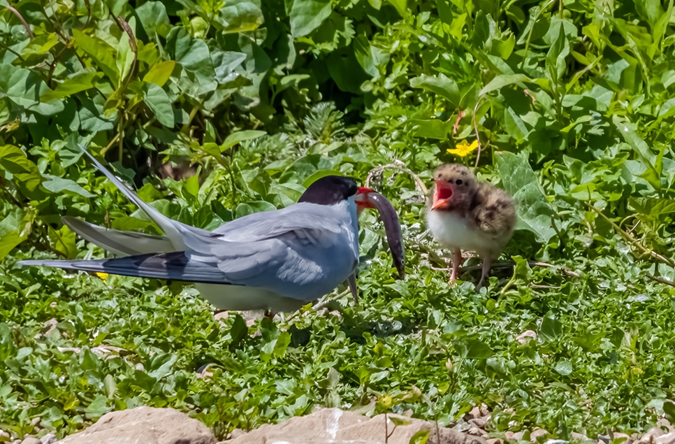 Baby boom for WWT Washington's Wader Lake