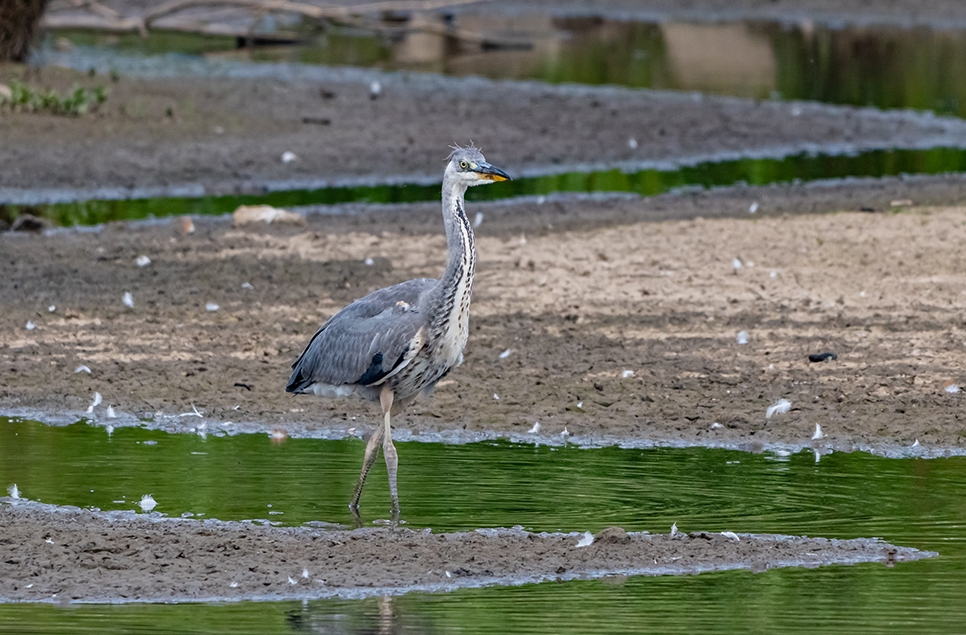 Grey heron - Ian H - June 24 (1) 966x635.jpg