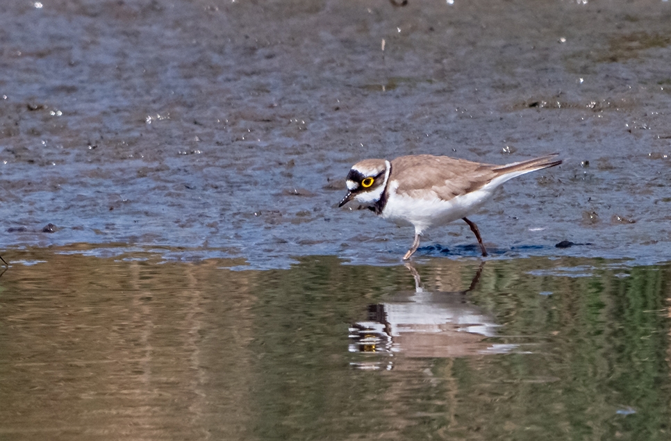 Little ringed plover - Ian H - May 24 (1) 966x635.jpg