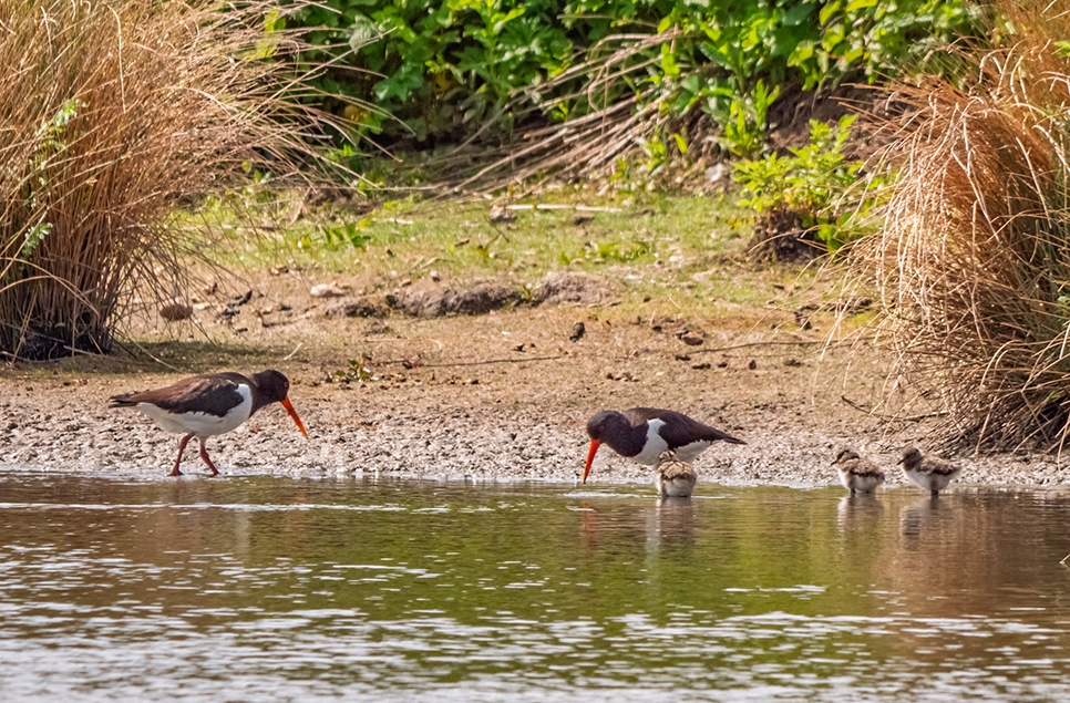 Oystercatcher with chicks - June 25 - Ian H (2) 966x635.jpg
